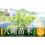 花 苗木 2027年 八朔 はっさく 2年生 2本
