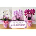 花 おまかせ中輪胡蝶蘭 2本立ち 11100-0124