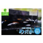 生き物 めだか 4種