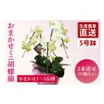 花 おまかせ ミニ胡蝶蘭 3本寄せ お花 コチョウラン