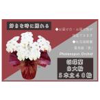 花 5本立て