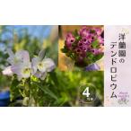 花 苗木 長門産 高見洋蘭園のデンドロビウムお届け便