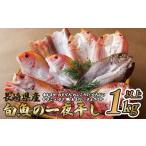 干物 カマス 旬の魚 おまかせ 一夜干し 1kg