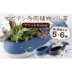 苗木 サボテン多肉植物の小苗アソートセットW