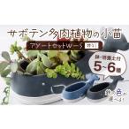 苗木 サボテン多肉植物の小苗アソートセットWーS