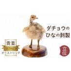 伝統技術 オーストリッチ雛剥製 立位 オーストリッチ