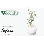 花 苗木 ソフォラ cocoha AWB014