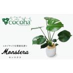 花 苗木 モンステラ cocoha AWB018