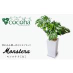 花 苗木 モンステラ 大 スクエアポット cocoha