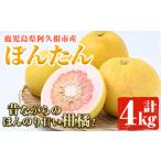 みかん 柑橘類 受付中 予定 産ボンタン 計4kg