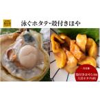 魚貝類 ホタテ fc-39-020 泳ぐホタテ