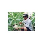 ふるさと納税 メロン 三重県 木曽岬町 木曽岬産マスクメロン　2玉(1玉1.5kg以上)　令和8年6月23日から発送 1259089