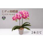 花 苗木 ミディ 胡蝶蘭 鉢植え アンスラ パレルモ