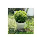 苗木 インテリアグリーン ツゲのトピアリー