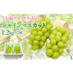 ショッピングふるさと納税 シャインマスカット ふるさと納税 山梨県 南アルプス市 5-1 【令和6年9月上旬から10月中旬発送予定】絶品！南アルプス市産シャインマスカット1.2kg