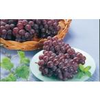 ふるさと納税 果物類 ぶどう 山形県 天童市 08-01-013　ぶどう(デラウェア)2kg