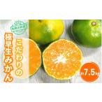 農家直送 有田みかん 約7.5kg