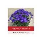 花 苗木 木立性セネシオ 貴凰 キオウ 2022年1月~