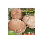 野菜類 芳醇な香り&超肉厚 産原木椎茸 霧源