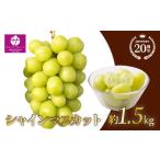 ふるさと納税 ぶどう マスカット 山梨県 笛吹市 25年発送先行予約 シャインマスカット 約1.5kg 大房 2房 常温配送 笛吹市 シャイン 葡萄 大人気 ジューシー …