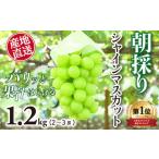 ショッピングシャインマスカット ふるさと納税 山梨県 大月市 【2024収穫分先行予約】産地直送厳選シャインマスカット1.2kg（2〜3房）