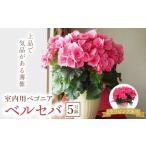 花 室内用ベゴニア ベルセバ 5号鉢 ラッピング有