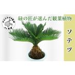 苗木 緑の匠が選んだ観葉植物 素敵な空間づくりに