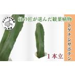 苗木 緑の匠が選んだ観葉植物 素敵な空間づくりに