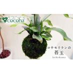 花 苗木 吊るして オシャレ コウモリラン 苔玉