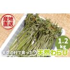 fu.... налог овощи вид дикоросы Gifu префектура .. город {. мир 8 год производство предшествующий предварительный заказ } 2026 год 5 месяц сверху .~6 месяц средний .. отправка натуральный ... примерно 1.2kg.. вытащенный для дерево пепел имеется .walabi дикоросы небо...