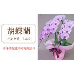 花 胡蝶蘭 ピンク系 3本立