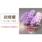花 胡蝶蘭 ピンク系 5本立
