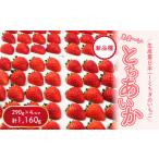 ふるさと納税 いちご 栃木県 さくら市 先行予約 数量限定 とちあいか 290g×4パック|いちご イチゴ 苺 先行予約 栃木県 果物 くだもの フルーツ とちあいか …