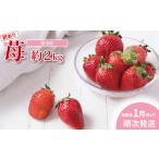 ふるさと納税 いちご 千葉県 柏市 柏市産 訳あり いちご 約2kg 〈先行予約 2026年1月順次発送〉〈 加工用 詰め合わせ 果物 フルーツ くだもの イチゴ 苺 旬 国…