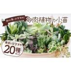 花 苗木 多肉植物の小苗20本セット 20種類アソート