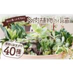 苗木 多肉植物の小苗40本セット 40種類アソート