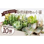 インテリア 初心者に 多肉植物の小苗10本セット