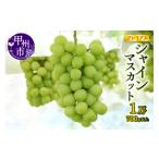 ぶどう マスカット 冬に食べるシャインマスカット1房