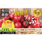 ふるさと納税 トマト ミニトマト 愛知県 碧南市 新食感 奇跡のさくらんぼミニトマトの定期便 約500g×6回コース 野菜ソムリエサミット 金賞 受賞 長田農園 産…