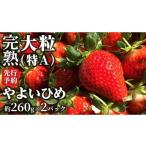 ふるさと納税 いちご 茨城県 桜川市 2026年1月上旬発送開始 完熟 やよいひめ 260g×2P 国産 いちご イチゴ 苺 BC026sa
