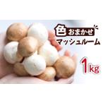 野菜類 きのこ 八幡平マッシュルーム 1kg