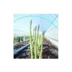 fu.... налог овощи вид спаржа Hokkaido ястреб . блок A133 предшествующий предварительный заказ весна ограничение доставка толстый примерно .. Hokkaido производство весна. спаржа примерно 1kg 2L-3L( предварительный заказ принимается ) Hokkaido ястреб...