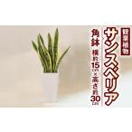 花 苗木 サンスべリア 観葉植物 角鉢 横約15cm×高さ約30cm