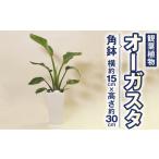 花 苗木 オーガスタ 観葉植物 角鉢 横約15cm×高さ約30cm