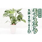 花 苗木 モンステラ 観葉植物 丸鉢 幅約16cm×高さ約23cm