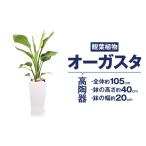 花 苗木 オーガスタ 観葉植物 高陶器 高さ約40cm