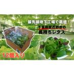 野菜類 \地下工場から生まれた 水耕栽培の長持ち新鮮レタス