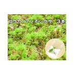 花 苗木 コウヤノマンネングサ Climacium