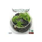 花 苗木 初めてでも簡単 10分で作れる コウヤノマンネング…