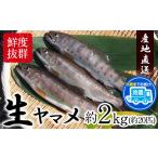 旬の鮮魚等 生ヤマメ 2kg